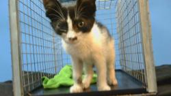 Shelter Stray Male Cat last seen , 11258 Garfield Ave, Downey, CA 90242, USA
