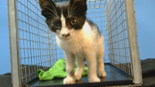 Shelter Stray Male Cat last seen , 11258 Garfield Ave, Downey, CA 90242, USA
