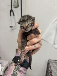 Shelter Stray Male Cat last seen 9TH ST AND MOUNT VERNON AVE, 333 Chandler Pl, San Bernardino, CA 92408, USA