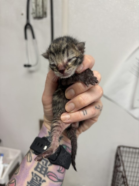 Shelter Stray Male Cat last seen 9TH ST AND MOUNT VERNON AVE, 333 Chandler Pl, San Bernardino, CA 92408, USA