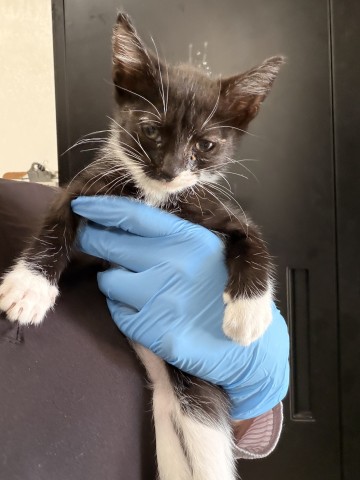 Shelter Stray Female Cat last seen Near BLOCK N WATERMAN AVE, 333 Chandler Pl, San Bernardino, CA 92408, USA