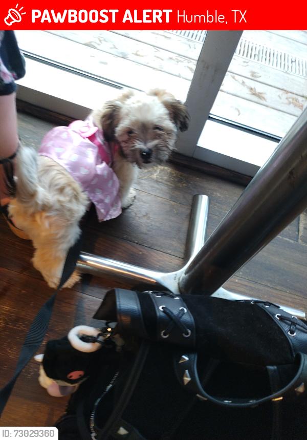 Lost Male Dog last seen Foxwood, Humble, TX 77338