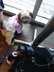 Lost Male Dog last seen Foxwood, Humble, TX 77338