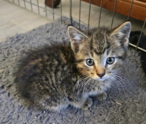 Shelter Stray Male Cat last seen BARRANCA PKWY/CREEK RD, 6443 Oak Canyon, Irvine, CA 92618, USA