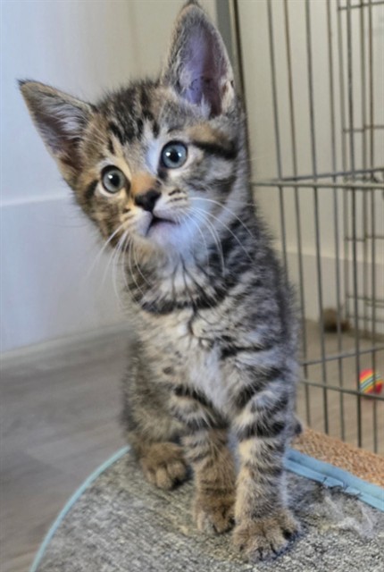 Shelter Stray Male Cat last seen BARRANCA PKWY/CREEK RD, 6443 Oak Canyon, Irvine, CA 92618, USA