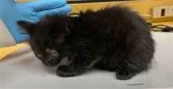 Shelter Stray Male Cat last seen Near BLOCK WINDSOR LN, FOUNTAIN CO 80817, 610 Abbot Ln, Colorado Springs, CO 80905, USA