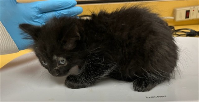 Shelter Stray Male Cat last seen Near BLOCK WINDSOR LN, FOUNTAIN CO 80817, 610 Abbot Ln, Colorado Springs, CO 80905, USA