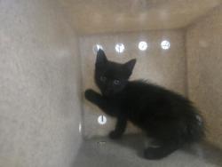 Shelter Stray Male Cat last seen , 957 N Gaffey St, San Pedro, CA 90731, USA