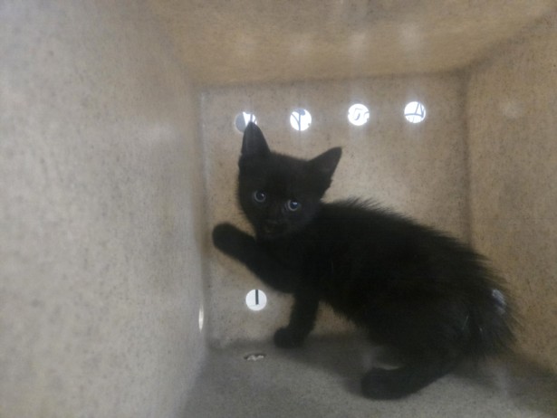 Shelter Stray Male Cat last seen , 957 N Gaffey St, San Pedro, CA 90731, USA