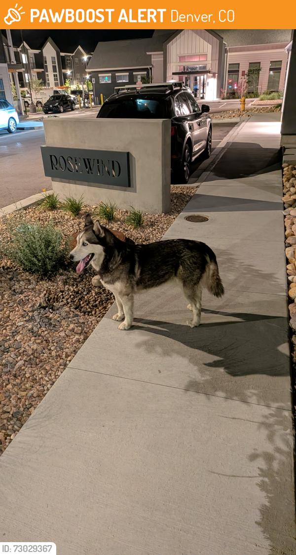 Found/Stray Unknown Dog last seen Rosewind apmts, 51st & Tower Rd, Green Valley Ranch, Denver, CO 80249
