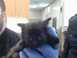 Shelter Stray Female Cat last seen SUNDRIFT LN/SUNCOUNTRY LN, SACRAMENTO CA 95828, 3839 Bradshaw Rd, Sacramento, CA 95827, USA