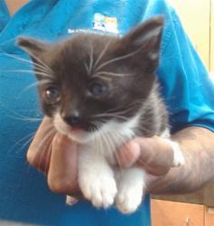Shelter Stray Female Cat last seen SUNDRIFT LN/SUNCOUNTRY LN, SACRAMENTO CA 95828, 3839 Bradshaw Rd, Sacramento, CA 95827, USA