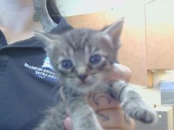 Shelter Stray Female Cat last seen 65TH ST/SKY PARKWAY, 3839 Bradshaw Rd, Sacramento, CA 95827, USA