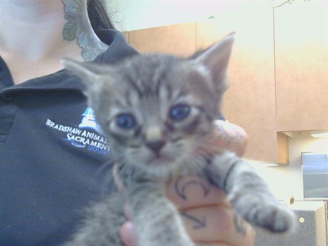 Shelter Stray Female Cat last seen 65TH ST/SKY PARKWAY, 3839 Bradshaw Rd, Sacramento, CA 95827, USA