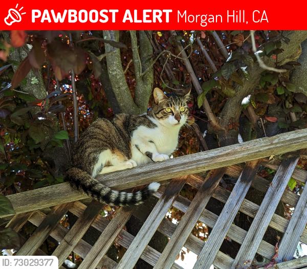 Lost Female Cat last seen Behind El Toro Elementary , Morgan Hill, CA 95037