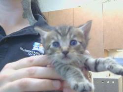 Shelter Stray Female Cat last seen 65TH ST/SKY PARKWAY, 3839 Bradshaw Rd, Sacramento, CA 95827, USA