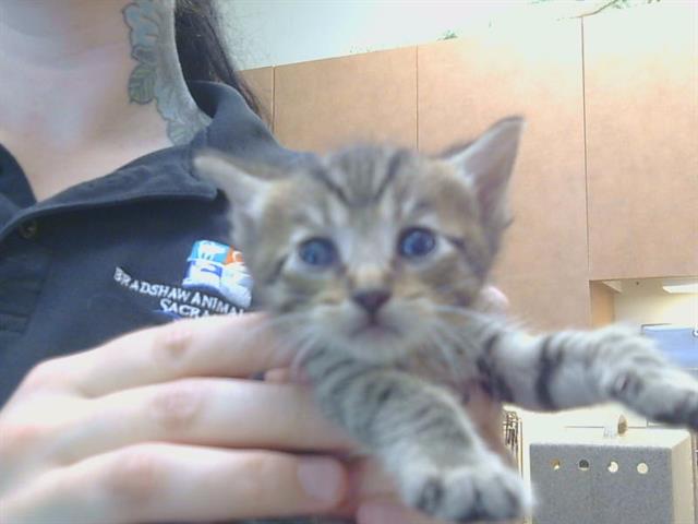 Shelter Stray Female Cat last seen 65TH ST/SKY PARKWAY, 3839 Bradshaw Rd, Sacramento, CA 95827, USA