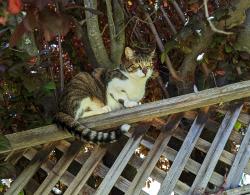 Lost Female Cat last seen Behind El Toro Elementary , Morgan Hill, CA 95037
