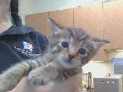 Shelter Stray Female Cat last seen 65TH ST/SKY PARKWAY, 3839 Bradshaw Rd, Sacramento, CA 95827, USA