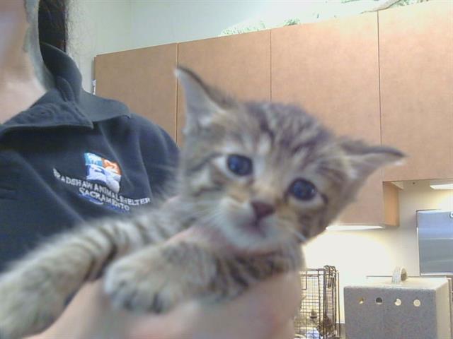 Shelter Stray Female Cat last seen 65TH ST/SKY PARKWAY, 3839 Bradshaw Rd, Sacramento, CA 95827, USA