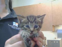 Shelter Stray Female Cat last seen 65TH ST/SKY PARKWAY, 3839 Bradshaw Rd, Sacramento, CA 95827, USA