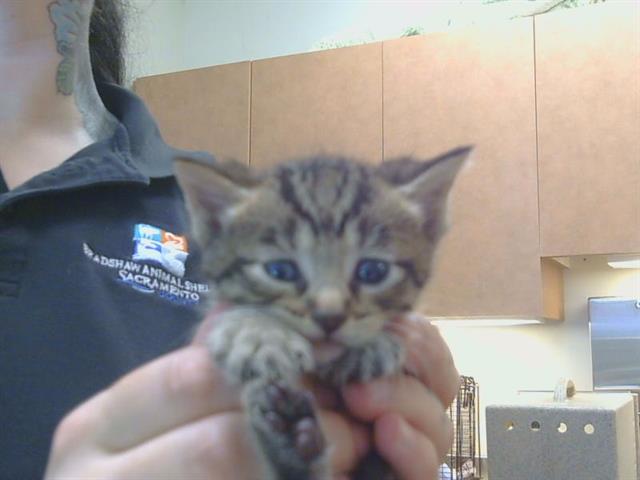 Shelter Stray Female Cat last seen 65TH ST/SKY PARKWAY, 3839 Bradshaw Rd, Sacramento, CA 95827, USA