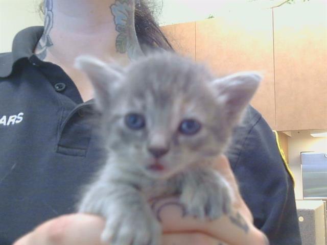 Shelter Stray Female Cat last seen 65TH ST/SKY PARKWAY, 3839 Bradshaw Rd, Sacramento, CA 95827, USA