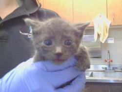 Shelter Stray Male Cat last seen CARLSBAD AVE/YELLOWSTONE LN, 95821, 3839 Bradshaw Rd, Sacramento, CA 95827, USA