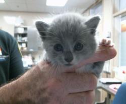 Shelter Stray Male Cat last seen GERBER RD/EXCELSIOR RD,95829, 3839 Bradshaw Rd, Sacramento, CA 95827, USA