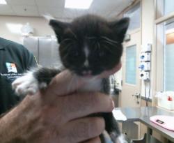 Shelter Stray Male Cat last seen GERBER RD/EXCELSIOR RD,95829, 3839 Bradshaw Rd, Sacramento, CA 95827, USA