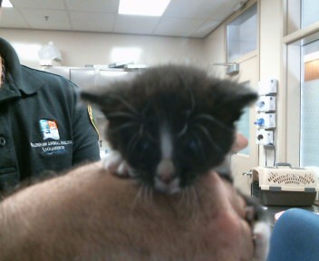 Shelter Stray Female Cat last seen GERBER RD/EXCELSIOR RD,95829, 3839 Bradshaw Rd, Sacramento, CA 95827, USA