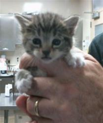 Shelter Stray Female Cat last seen GERBER RD/EXCELSIOR RD,95829, 3839 Bradshaw Rd, Sacramento, CA 95827, USA