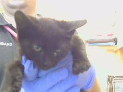 Shelter Stray Female Cat last seen 5TH ST/C ST, GALT CA 95632, 3839 Bradshaw Rd, Sacramento, CA 95827, USA