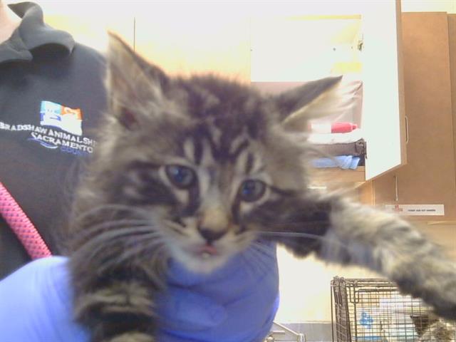 Shelter Stray Male Cat last seen 5TH ST/C ST, GALT CA 95632, 3839 Bradshaw Rd, Sacramento, CA 95827, USA