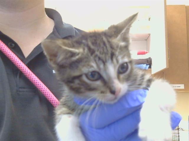 Shelter Stray Male Cat last seen 5TH ST/C ST, GALT CA 95632, 3839 Bradshaw Rd, Sacramento, CA 95827, USA