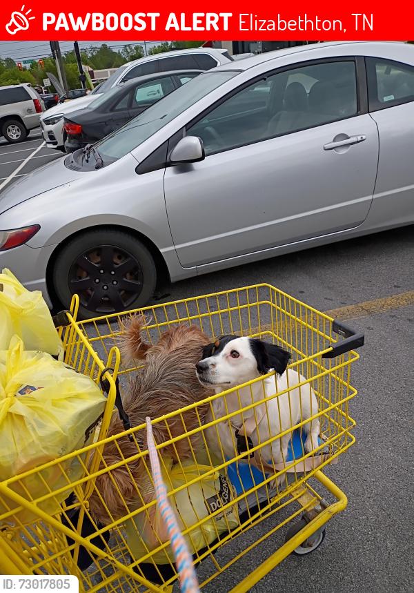 Lost Female Dog last seen Travelers inn in Elizabethton, Elizabethton, TN 37643