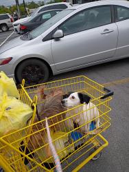 Lost Female Dog last seen Travelers inn in Elizabethton, Elizabethton, TN 37643
