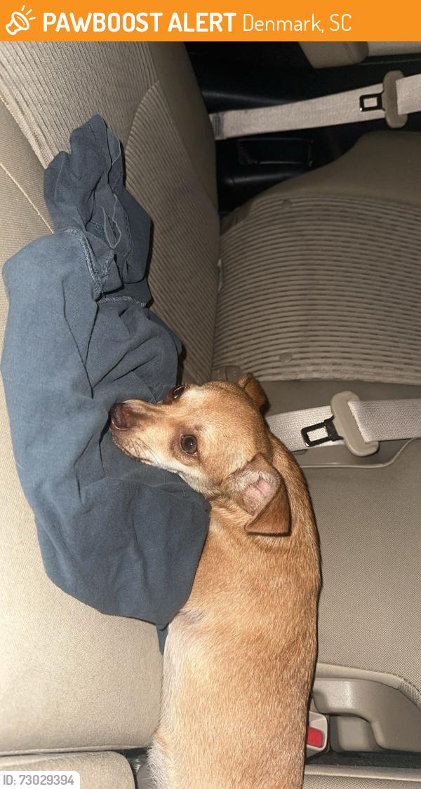 Found/Stray Female Dog last seen Denmark train station, Denmark, SC 29042