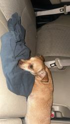 Found/Stray Female Dog last seen Denmark train station, Denmark, SC 29042