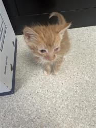 Shelter Stray Female Cat last seen DIAS AVE & STOCKTON BLVD, 2127 Front St, Sacramento, CA 95818, USA