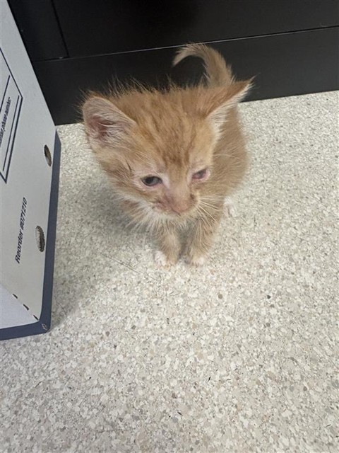 Shelter Stray Female Cat last seen DIAS AVE & STOCKTON BLVD, 2127 Front St, Sacramento, CA 95818, USA