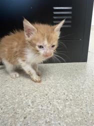 Shelter Stray Female Cat last seen DIAS AVE & STOCKTON BLVD, 2127 Front St, Sacramento, CA 95818, USA