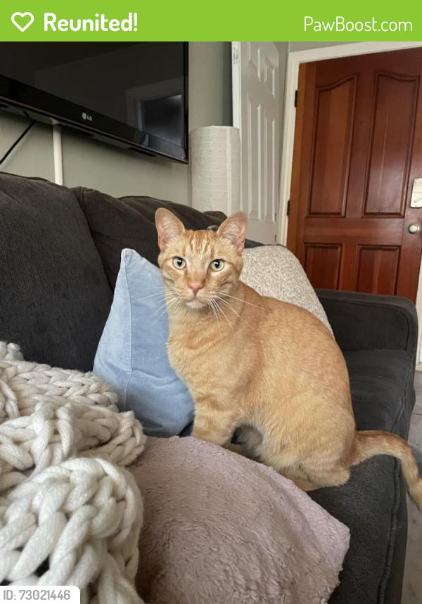 Reunited Unknown Cat last seen 50th st seashore drive Newport beach , Newport Beach, CA 92663