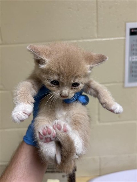 Shelter Stray Female Cat last seen 52ND ST 53RD ST ALY & GUAJARDO ALY, 2127 Front St, Sacramento, CA 95818, USA