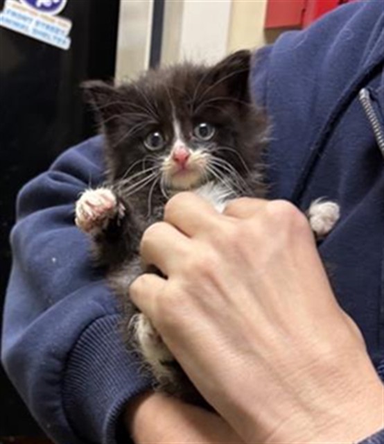 Shelter Stray Male Cat last seen FRONT ST & V STREET, 2127 Front St, Sacramento, CA 95818, USA