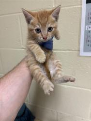 Shelter Stray Male Cat last seen X ST & STOCKTON BLVD, 2127 Front St, Sacramento, CA 95818, USA