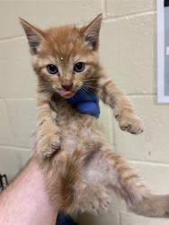 Shelter Stray Male Cat last seen X ST & STOCKTON BLVD, 2127 Front St, Sacramento, CA 95818, USA