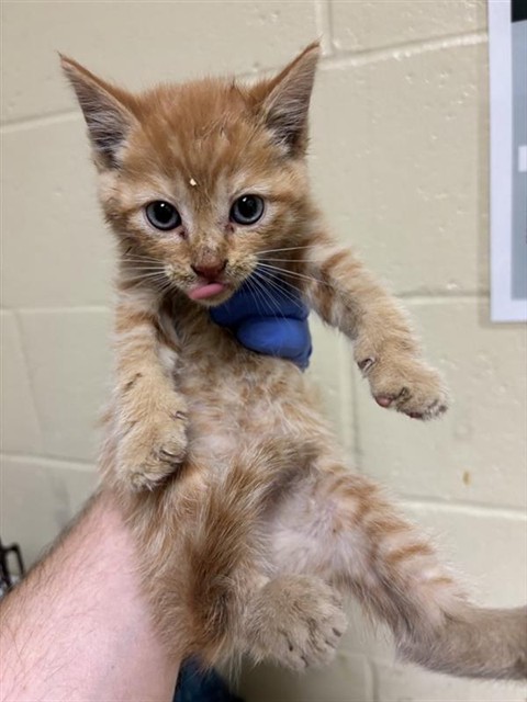 Shelter Stray Male Cat last seen X ST & STOCKTON BLVD, 2127 Front St, Sacramento, CA 95818, USA