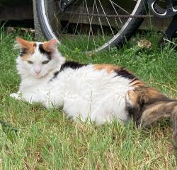 Lost Female Cat last seen Victoria Park Road/Parkside est, Greater London, England E9 7JQ