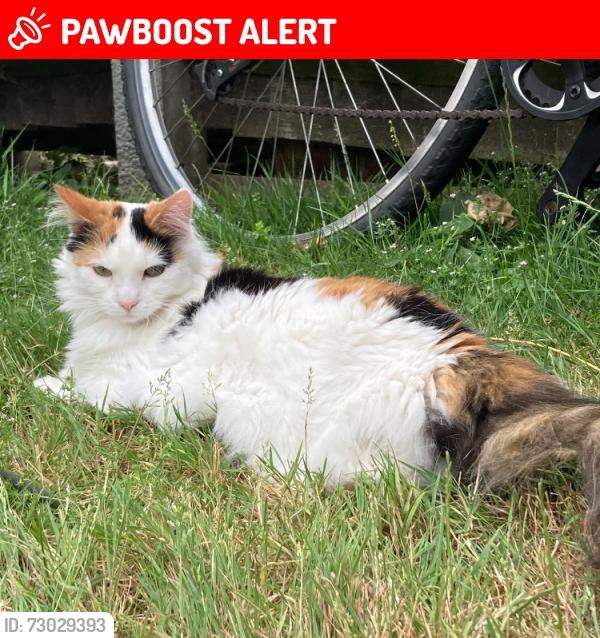 Lost Female Cat last seen Victoria Park Road/Parkside est, Greater London, England E9 7JQ